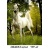 172_copy